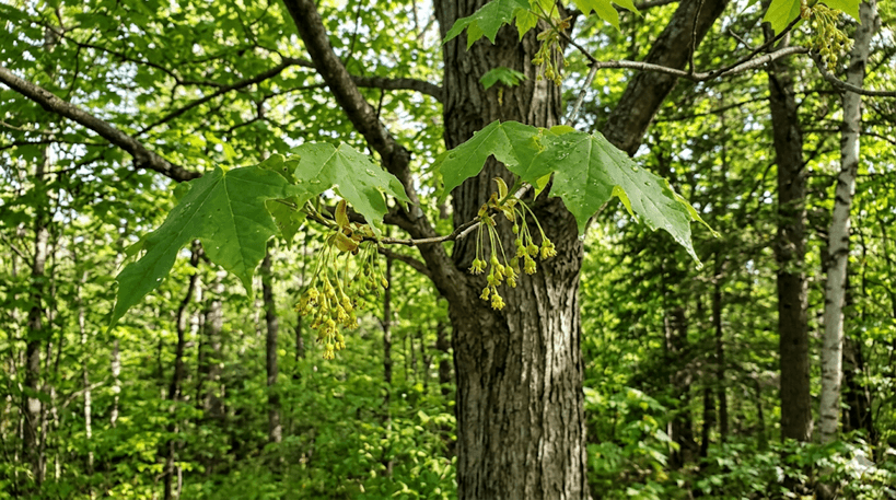 Sugar Maple